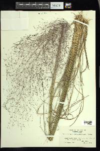 Muhlenbergia capillaris image