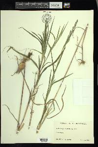 Muhlenbergia mexicana image