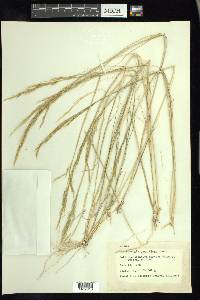 Muhlenbergia pauciflora image