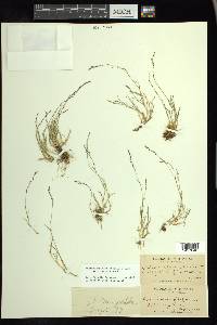 Muhlenbergia filiformis image