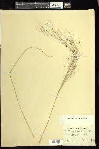 Muhlenbergia capillaris image