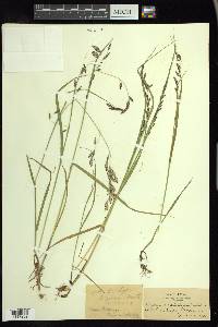 Melica spectabilis image