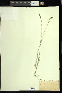 Muhlenbergia glomerata image