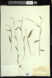 Microstegium vimineum image