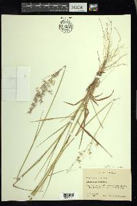 Melinis repens image