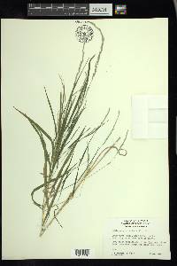 Muhlenbergia mexicana image