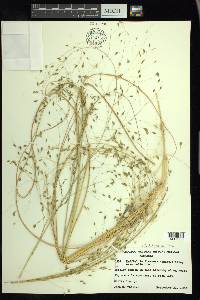 Muhlenbergia multiflora image