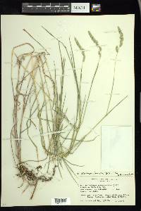 Muhlenbergia glomerata image