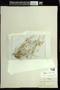 Muhlenbergia filiformis image