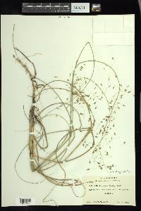 Muhlenbergia multiflora image