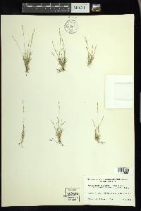 Muhlenbergia filiformis image