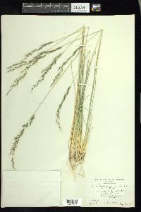 Muhlenbergia montana image