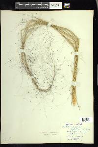 Muhlenbergia capillaris image