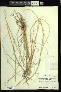 Mnesithea cylindrica image