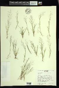 Muhlenbergia minutissima image