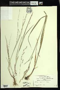 Melica subulata image