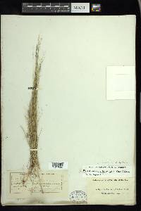 Muhlenbergia cuspidata image