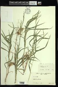 Muhlenbergia mexicana image