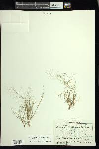 Muhlenbergia minutissima image