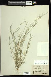 Muhlenbergia microsperma image