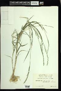 Muhlenbergia mexicana image