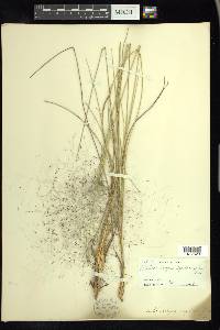 Muhlenbergia capillaris image