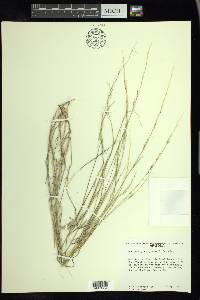 Muhlenbergia appressa image