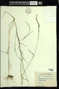 Muhlenbergia mexicana image