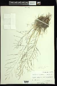 Muhlenbergia asperifolia image