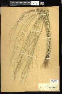 Muhlenbergia pauciflora image