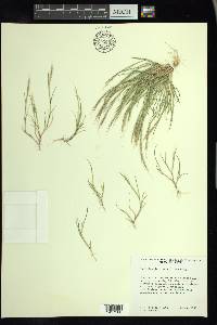 Muhlenbergia brevis image