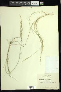 Muhlenbergia pauciflora image