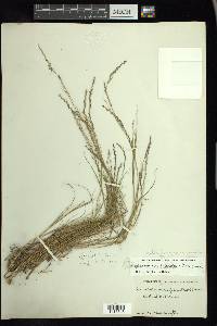 Muhlenbergia cuspidata image