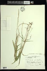 Muhlenbergia mexicana image