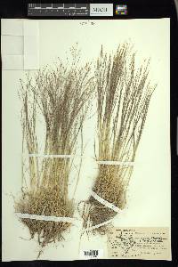 Muhlenbergia montana image