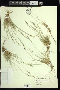 Muhlenbergia montana image