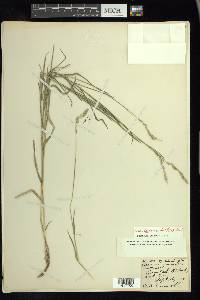 Muhlenbergia glomerata image