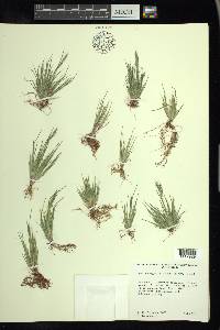 Muhlenbergia peruviana image