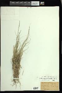 Muhlenbergia cuspidata image