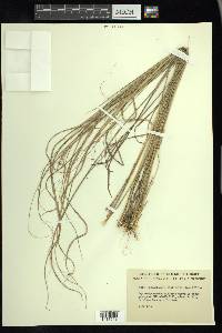 Muhlenbergia capillaris image