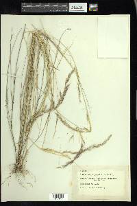 Muhlenbergia pauciflora image