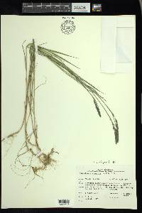 Muhlenbergia glomerata image