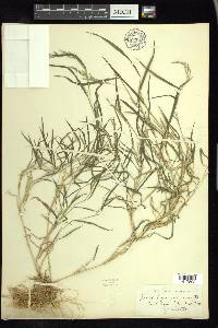 Muhlenbergia mexicana image