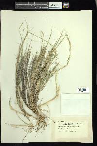 Muhlenbergia glauca image