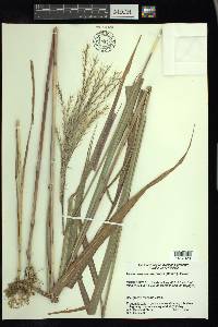 Miscanthus sacchariflorus image