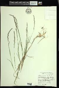 Muhlenbergia mexicana image