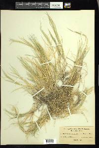 Muhlenbergia asperifolia image