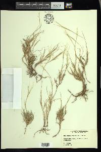 Muhlenbergia arenacea image