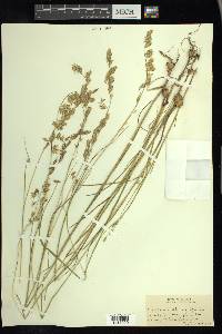 Melica bulbosa image