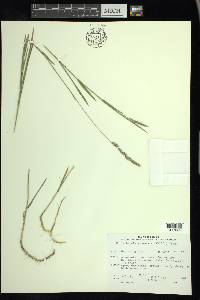 Muhlenbergia glomerata image